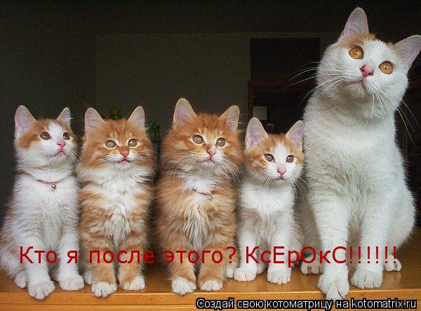 Кто я после этого? КсЕрОкС!!!!!!... Котоматрица: Кто я после этого? КсЕрОкС!!!!!!