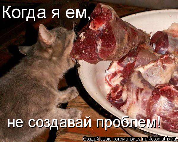 Когда я ем, не создавай проблем!... Котоматрица: Когда я ем, не создавай проблем!