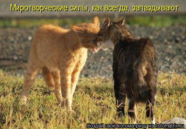 Миротворческие силы, как всегда, запаздывают... Котоматрица: Миротворческие силы, как всегда, запаздывают