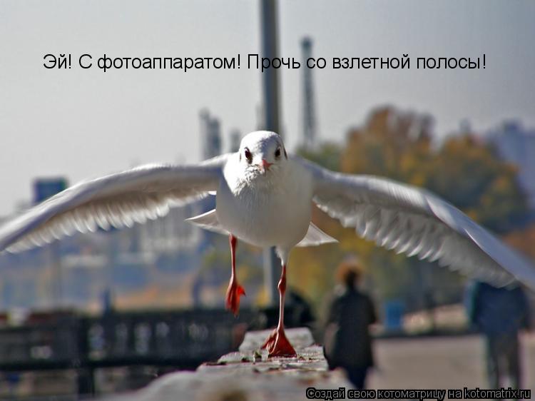 Эй! С фотоаппаратом! Прочь со взлетной полосы!... Котоматрица: Эй! С фотоаппаратом! Прочь со взлетной полосы!