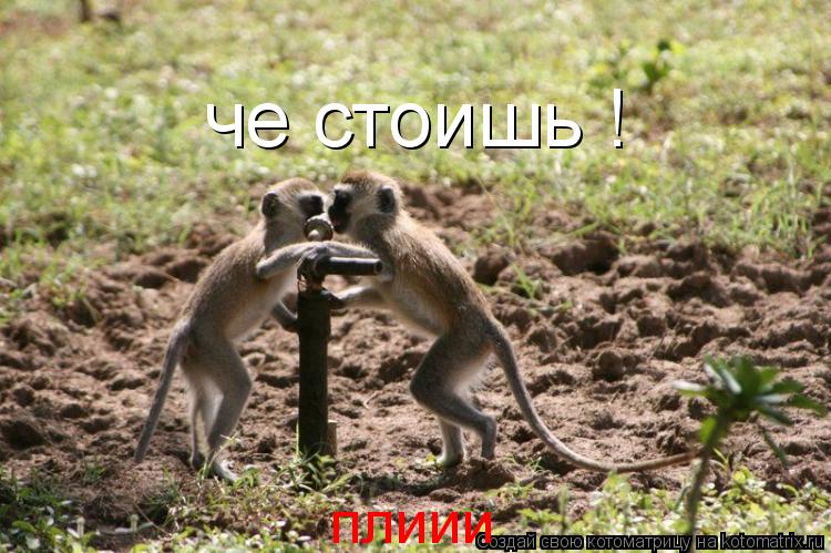 че стоишь ! плиии... Котоматрица: че стоишь ! плиии