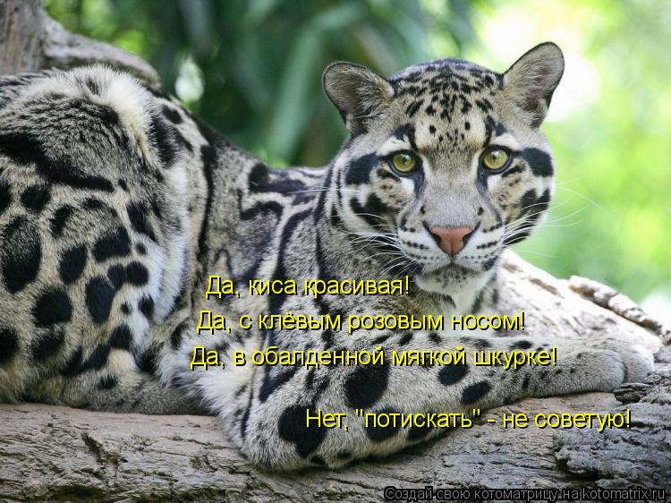 Да, киса красивая! Да, с клёвым розовым носом! Да, в обалденной мягкой шкурке! Нет, "потискать" - не ... Котоматрица: Да, киса красивая! Да, с клёвым розовым носом! Да, в обалденной мягкой шкурке! Нет, "потискать" - не советую!