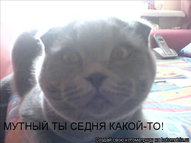 МУТНЫЙ ТЫ СЕДНЯ КАКОЙ-ТО!... Котоматрица: МУТНЫЙ ТЫ СЕДНЯ КАКОЙ-ТО!