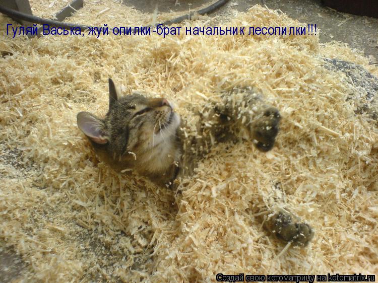 Гуляй Васька, жуй опилки-брат начальник лесопилки!!!... Котоматрица: Гуляй Васька, жуй опилки-брат начальник лесопилки!!!