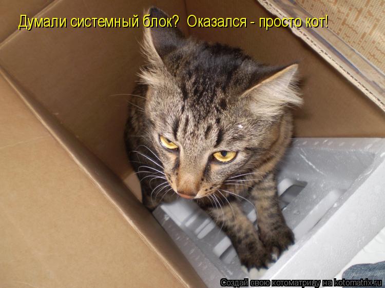 Думали системный блок? Оказался - просто кот!... Котоматрица: Думали системный блок? Оказался - просто кот!