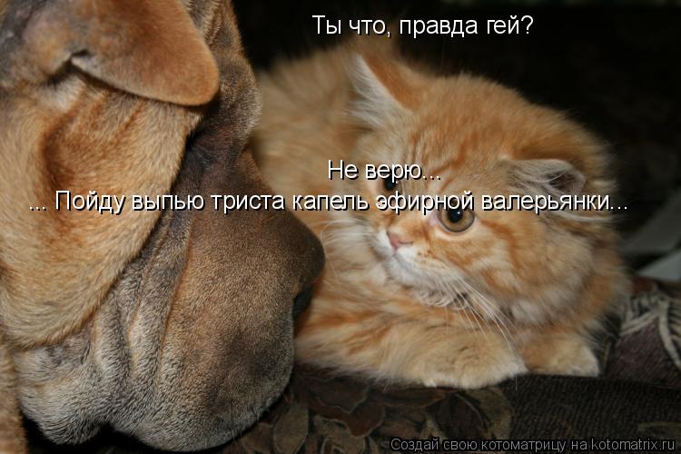 Ты что, правда гей? Не верю... ... Пойду выпью триста капель эфирной валерьянки...... Котоматрица: Ты что, правда гей? Не верю... ... Пойду выпью триста капель эфирной валерьянки...