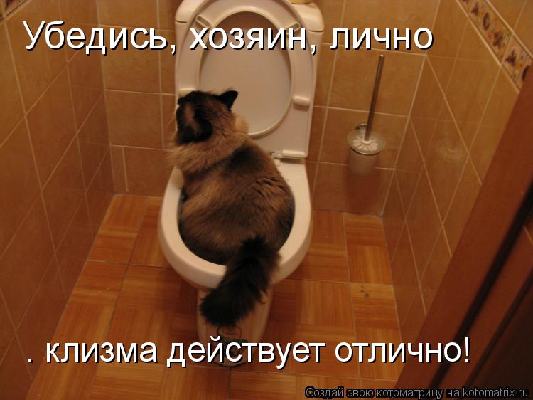 Убедись, хозяин, лично — клизма действует отлично!... Котоматрица: Убедись, хозяин, лично — клизма действует отлично!