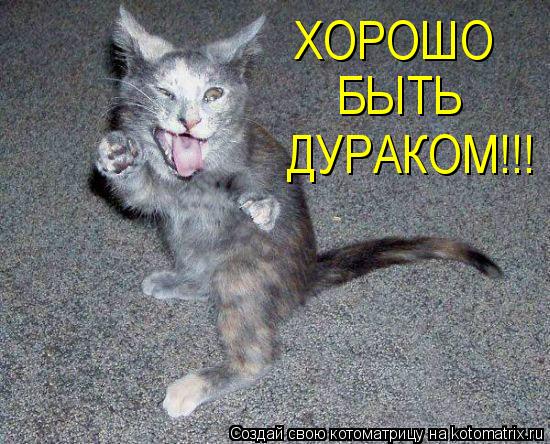 Котоматрица: ХОРОШО БЫТЬ ДУРАКОМ!!!