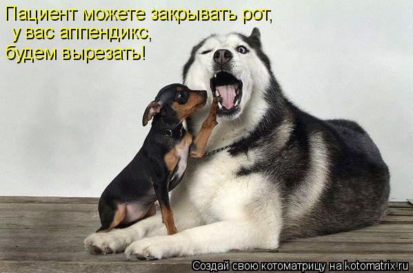 Пациент можете закрывать рот, у вас аппендикс, будем вырезать!... Котоматрица: Пациент можете закрывать рот, у вас аппендикс, будем вырезать!