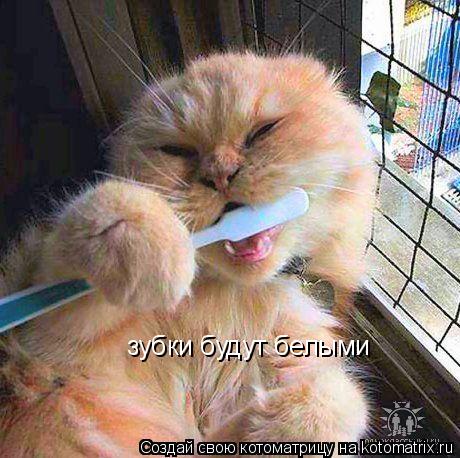 зубки будут белыми... Котоматрица: зубки будут белыми