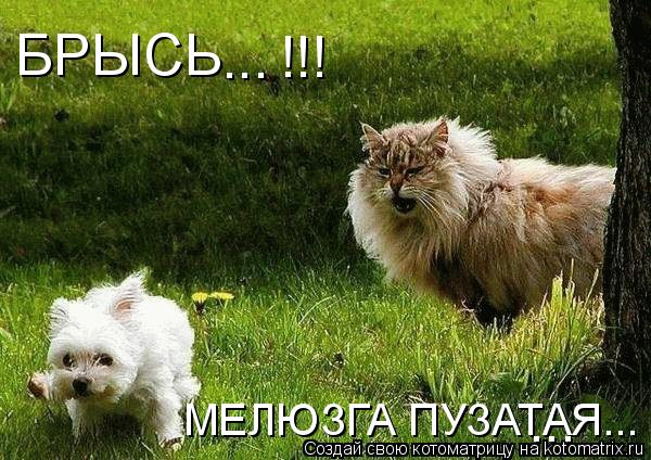 БРЫСЬ МЕЛЮЗГА ПУЗАТАЯ... !!! ... ...... Котоматрица: БРЫСЬ МЕЛЮЗГА ПУЗАТАЯ... !!! ... ...