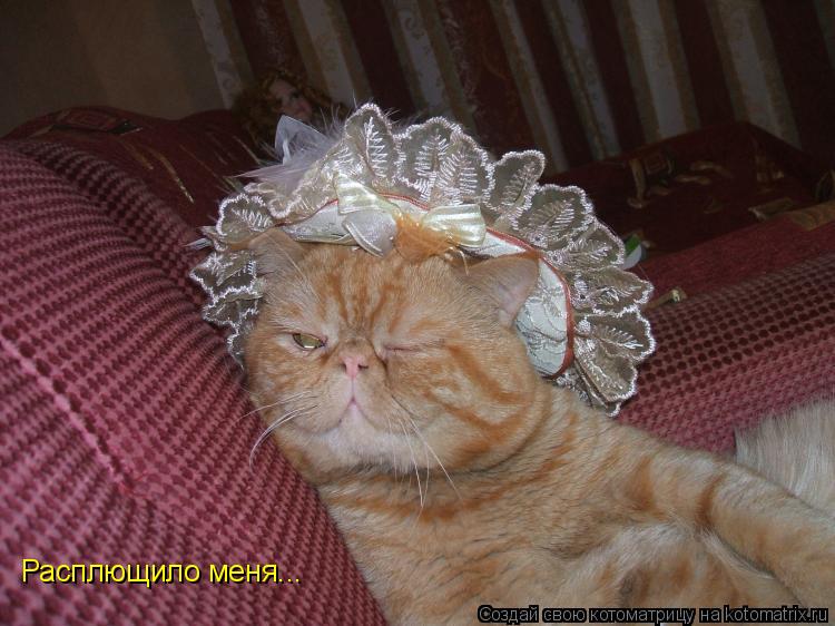 Расплющило меня...... Котоматрица: Расплющило меня...