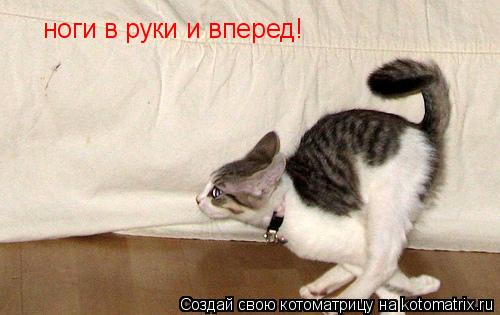 ноги в руки и вперед!... Котоматрица: ноги в руки и вперед!