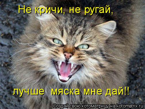 Не кричи, не ругай, лучше мяска мне дай!!... Котоматрица: Не кричи, не ругай, лучше мяска мне дай!!