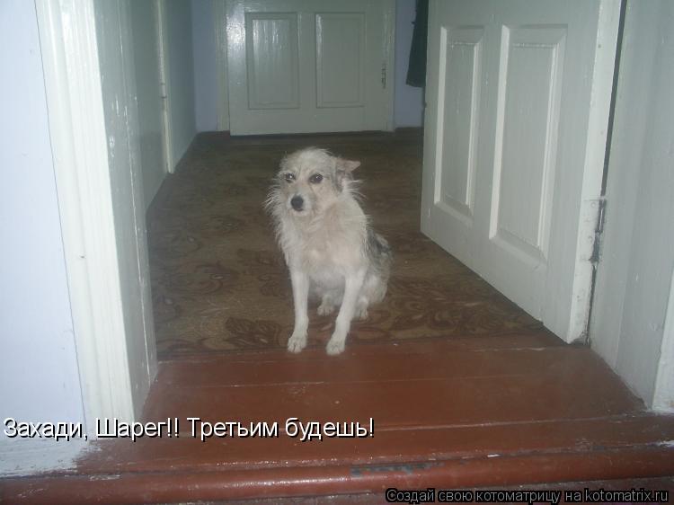 Захади, Шарег!! Третьим будешь!... Котоматрица: Захади, Шарег!! Третьим будешь!