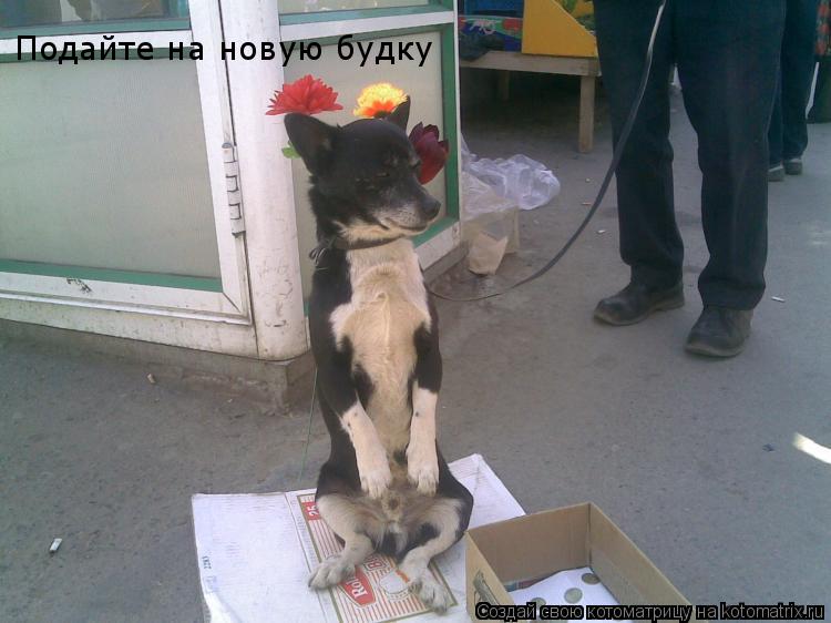 Подайте на новую будку... Котоматрица: Подайте на новую будку