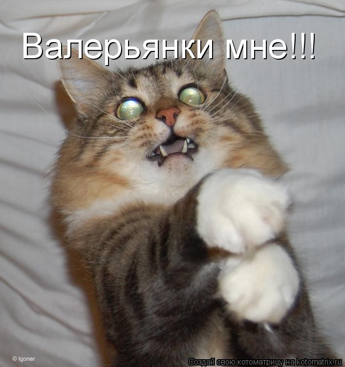 Валерьянки мне!!!... Котоматрица: Валерьянки мне!!!