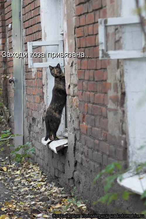Заходи коза привязана...... Котоматрица: Заходи коза привязана...
