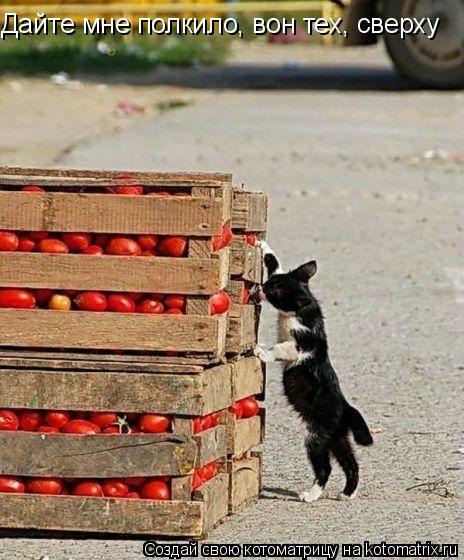 Дайте мне полкило, вон тех, сверху... Котоматрица: Дайте мне полкило, вон тех, сверху