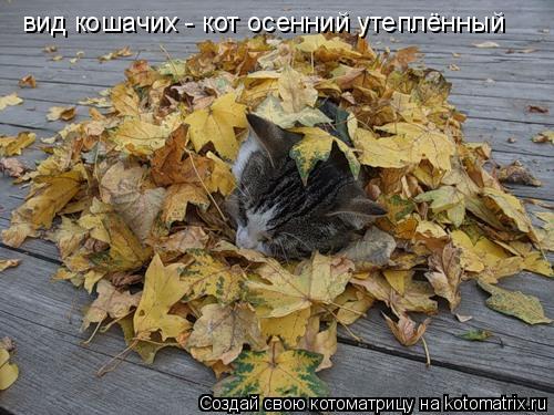 вид кошачих - кот осенний утеплённый... Котоматрица: вид кошачих - кот осенний утеплённый