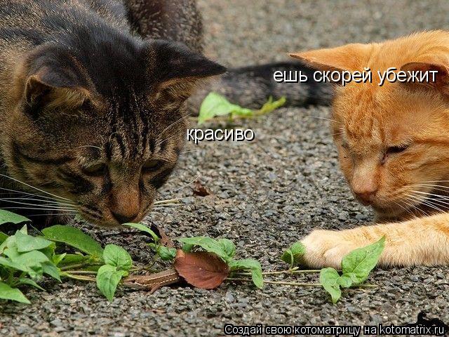 красиво ешь скорей убежит... Котоматрица: красиво ешь скорей убежит