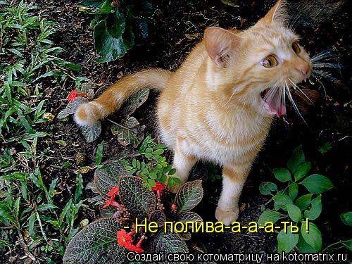 - Не полива-а-а-а-ть !... Котоматрица: - Не полива-а-а-а-ть !