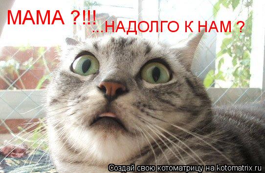 МАМА ?!!! ...НАДОЛГО К НАМ ?... Котоматрица: МАМА ?!!! ...НАДОЛГО К НАМ ?