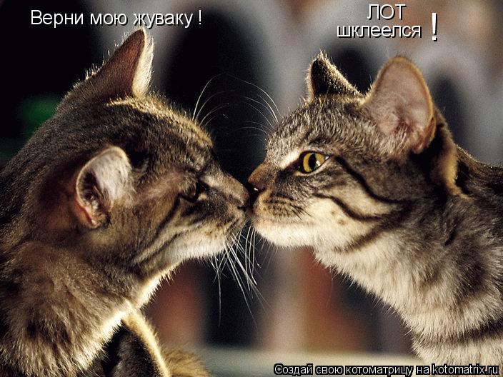 Верни мою жуваку ! ЛОТ шклеелся !... Котоматрица: Верни мою жуваку ! ЛОТ шклеелся !