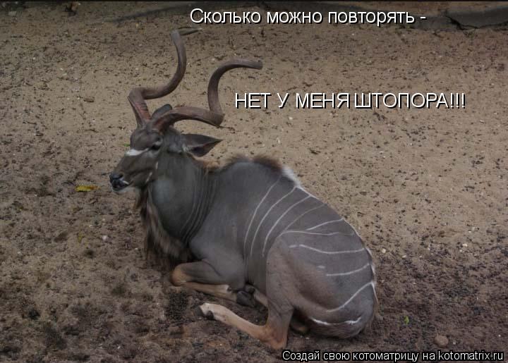 Сколько можно повторять - НЕТ У МЕНЯ ШТОПОРА!!!... Котоматрица: Сколько можно повторять - НЕТ У МЕНЯ ШТОПОРА!!!