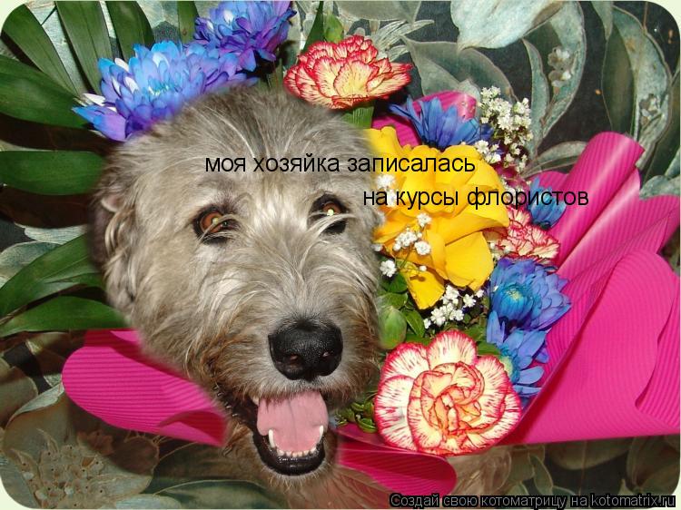 моя хозяйка записалась на курсы флористов... Котоматрица: моя хозяйка записалась на курсы флористов