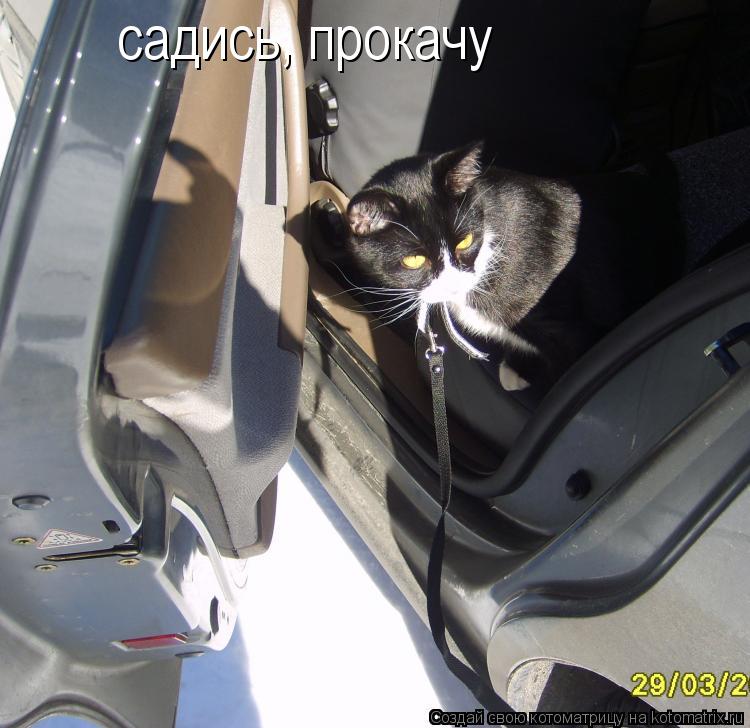 садись, прокачу... Котоматрица: садись, прокачу