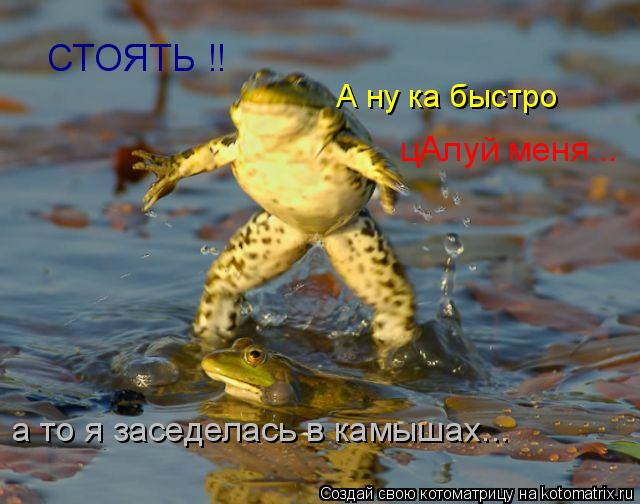 цАлуй меня... А ну ка быстро СТОЯТЬ !! а то я заседелась в камышах...... Котоматрица: цАлуй меня... А ну ка быстро СТОЯТЬ !! а то я заседелась в камышах...