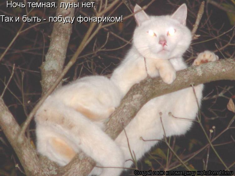 Ночь темная, луны нет. Так и быть - побуду фонариком!... Котоматрица: Ночь темная, луны нет. Так и быть - побуду фонариком!