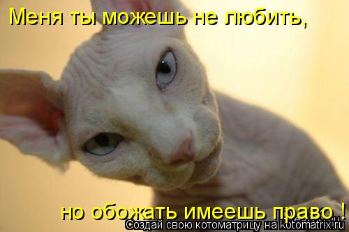 Меня ты можешь не любить, но обожать имеешь право !... Котоматрица: Меня ты можешь не любить, но обожать имеешь право !
