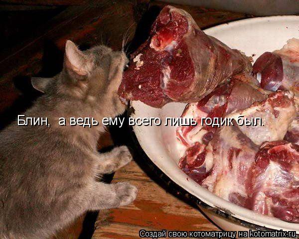 Блин, а ведь ему всего лишь годик был.... Котоматрица: Блин, а ведь ему всего лишь годик был.