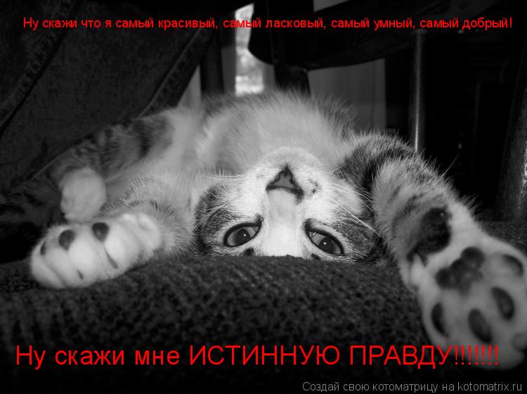 Ну скажи что я самый красивый, самый ласковый, самый умный, самый добрый! Ну скажи мне ИСТИННУЮ ПРАВД... Котоматрица: Ну скажи что я самый красивый, самый ласковый, самый умный, самый добрый! Ну скажи мне ИСТИННУЮ ПРАВДУ!!!!!!!