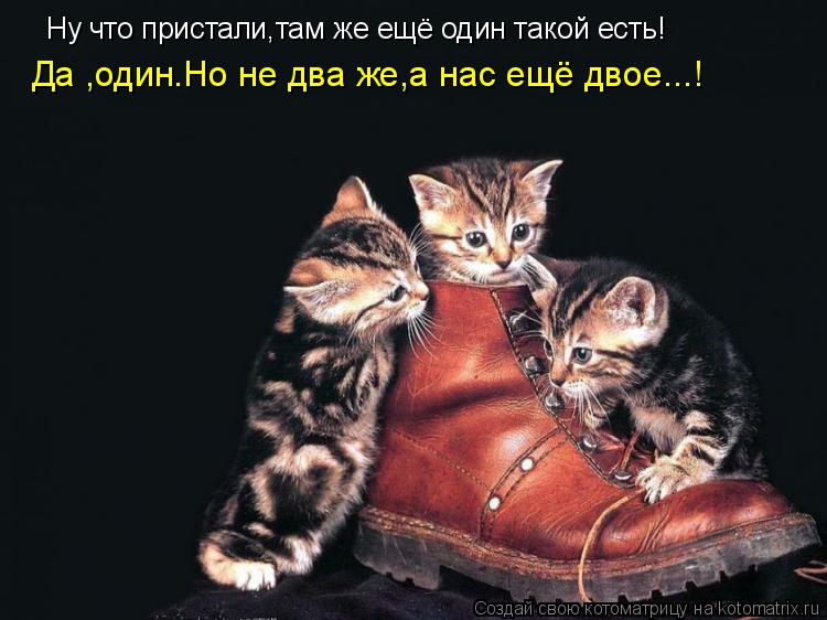 Ну что пристали,там же ещё один такой есть! Да ,один.Но не два же,а нас ещё двое...!... Котоматрица: Ну что пристали,там же ещё один такой есть! Да ,один.Но не два же,а нас ещё двое...!