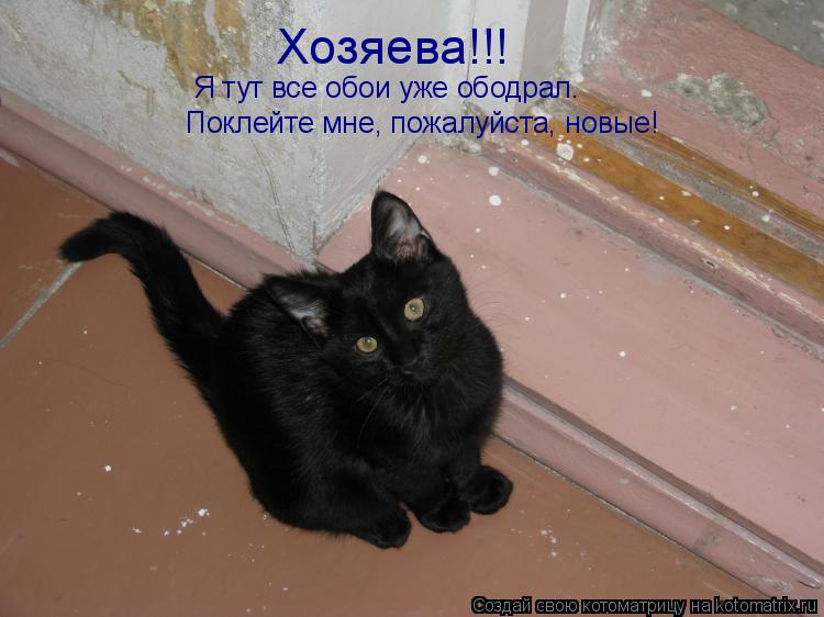 Хозяева!!! Я тут все обои уже ободрал. Поклейте мне, пожалуйста, новые!... Котоматрица: Хозяева!!! Я тут все обои уже ободрал. Поклейте мне, пожалуйста, новые!