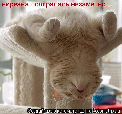 нирвана подкралась незаметно....... Котоматрица: нирвана подкралась незаметно....