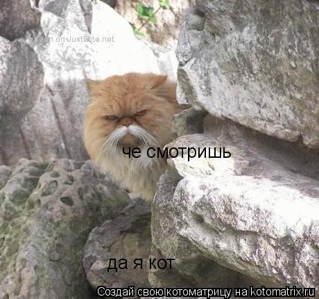 че смотришь да я кот... Котоматрица: че смотришь да я кот