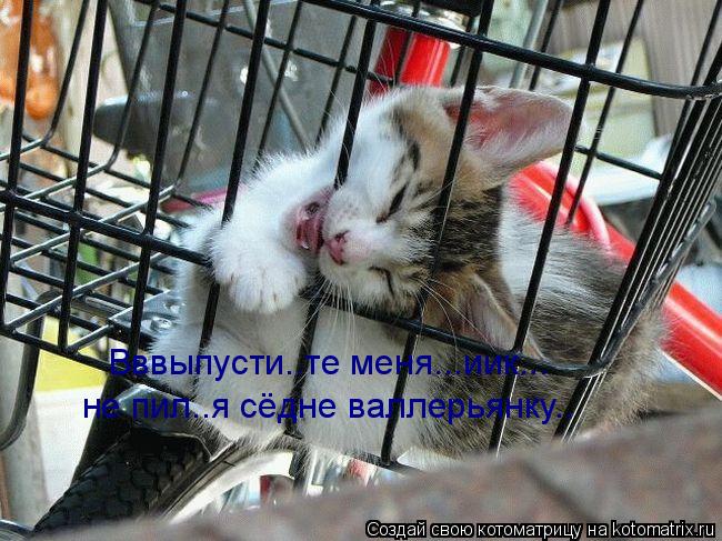 не пил..я сёдне валлерьянку.. Вввыпусти..те меня...иик...... Котоматрица: не пил..я сёдне валлерьянку.. Вввыпусти..те меня...иик...