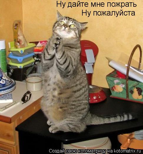 Ну дайте мне пожрать Ну пожалуйста... Котоматрица: Ну дайте мне пожрать Ну пожалуйста