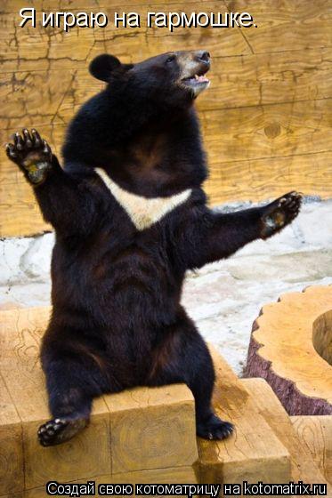 Я играю на гармошке…... Котоматрица: Я играю на гармошке…