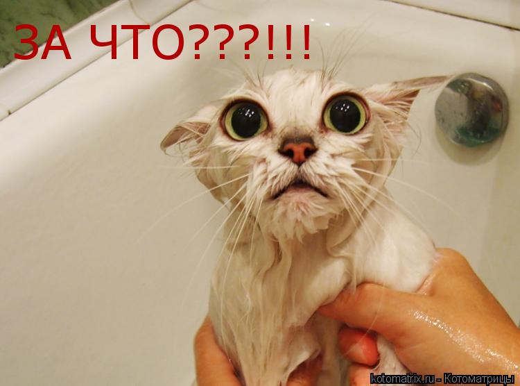 ЗА ЧТО???!!!... Котоматрица: ЗА ЧТО???!!!
