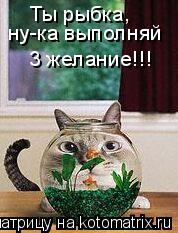 Ты рыбка, 3 желание!!! ну-ка выполняй... Котоматрица: Ты рыбка, 3 желание!!! ну-ка выполняй