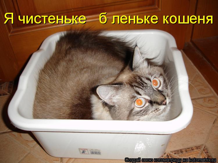 Я чистеньке і біленьке кошеня... Котоматрица: Я чистеньке і біленьке кошеня