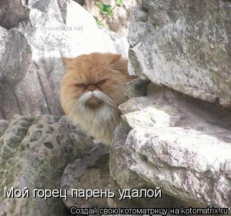 Мой горец парень удалой... Котоматрица: Мой горец парень удалой
