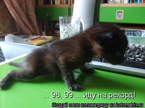... 98, 99 ... иду на рекорд!... Котоматрица: ... 98, 99 ... иду на рекорд!