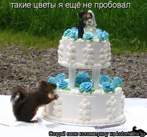 такие цветы я ещё не пробовал... Котоматрица: такие цветы я ещё не пробовал