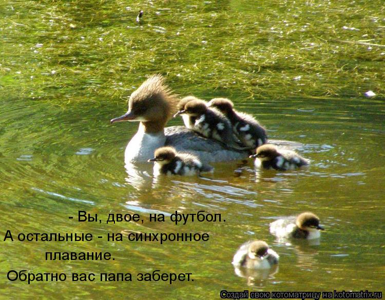 Котоматрица: Вы, двое, на футбол. - Вы, двое, на футбол. А остальные - на синхронное  плавание. Обратно вас папа заберет.